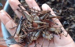 Loại tôm bám trên cây nửa triệu đồng/kg có gì đặc biệt?