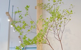 Cây thạch nam mà dân Hà thành đang đua nhau mua về trang trí nhà cửa là cây gì?