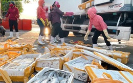 Cá hố trước chuyên xuất khẩu, giờ giá còn 5.000 đồng/kg chỉ làm thức ăn chăn nuôi