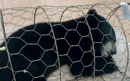 Vỗ béo gấu ngựa từ 3 kg lên 30 kg, chưa kịp bán đã bị bắt