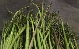 Xưa dùng để chống đói, nay trồng loại rau này không chỉ thoát nghèo mà còn kiếm tiền triệu mỗi ngày