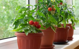 4 bí quyết cực hay giúp bạn nhanh chóng tạo khu vườn gia vị bên cửa sổ