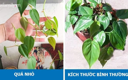 8 dấu hiệu cho thấy cây cảnh bạn trồng đang gặp bất ổn và cách khắc phục