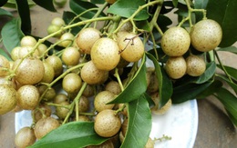 Hồng bì núi - đặc sản vùng cao đắt hàng khi xuôi về thành phố lớn