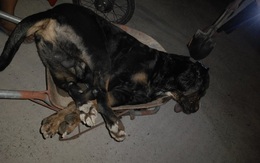 Xôn xao clip chú chó nặng gần 60 kg bị rắn độc cắn tử vong chỉ sau 10 phút