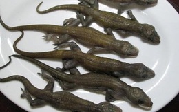 Đặc sản từ một loài vật kinh dị, bất ngờ là hương vị lại thơm ngon