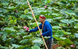 Chủ đầm sen hồ Tây bán hàng nghìn bông mỗi ngày