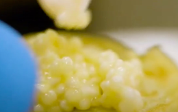 Trước làm thức ăn cho lợn, giờ đây loại thực phẩm này lại trở thành đặc sản, tiền tỉ mới mua được