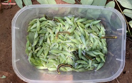 Nhắc đến sâu, nhiều chị em chạy "té khói" nhưng nhộng của loài sâu này lại là đặc sản "vạn người mê"