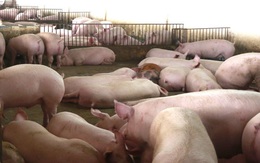 Thịt lợn giảm giá, xuống thấp nhất trong hai năm qua