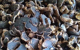 Ngải tím: Loại củ rừng siêu đắt, đặt trước vài tháng mới có