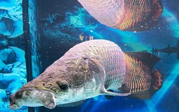 Nuôi "quái vật" sông Amazon, thú chơi vương giả của đại gia Việt