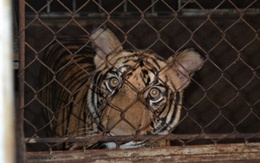 9 con hổ còn sống sau "giải cứu" hiện giờ ra sao?