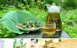 Thứ lá cuối mùa tàn lụi nơi đầm lầy, chế thành trà thu về trăm triệu