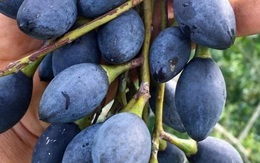 Trám nếp đen Cao Bằng vào mùa, giá rẻ chưa từng thấy