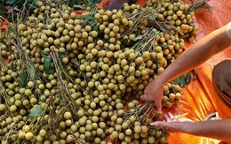 Đặc sản Sông Mã rớt giá, rẻ hơn rau vẫn vắng khách mua