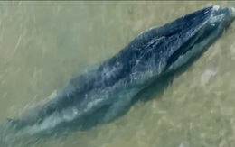 Một con cá voi dài 7 mét trôi dạt vào bờ biển Hà Tĩnh