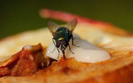 Điều hãi hùng mà bạn có thể gặp phải khi lỡ ăn thức ăn bị ruồi đậu lên