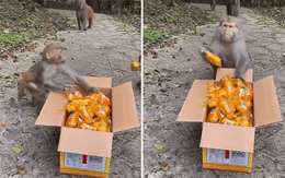 Hình ảnh đàn khỉ xếp hàng "giãn cách" để nhận đồ ăn "cứu trợ" từ du khách khiến người xem lụi tim vì quá đáng yêu