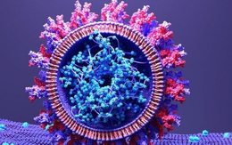 Phát hiện mới về cách ngăn chặn đường lây nhiễm của nCoV