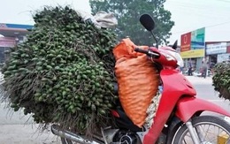 Cau tươi bất ngờ tăng giá kỷ lục giữa dịch, thương lái lùng mua với giá cao gấp 10 lần