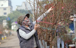 Hà Nội: Gần 200 nông dân bán hoa, cây cảnh Tết được miễn phí thuê mặt bằng