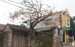 Cây hồng trăm tuổi đang “hot” tại Ninh Bình – ông trời ban lộc muộn cho đôi vợ chồng già