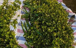 Tranh nhau mua lan tiến vua: Siêu rẻ, giá 13.000 đồng/cành