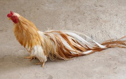 Chi chục triệu đồng mua cặp gà tre đuôi dài nửa mét, dáng oai vệ chơi Tết