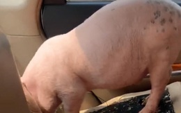 Tự lái ô tô chở 2 con lợn cho khách, chủ trại khốn đốn khi quay lại kiểm tra ghế sau
