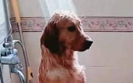 Đang tắm cho chó Golden thì ra nghe điện thoại cảnh tượng sau đó khiến chủ dở khóc dở cười