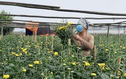 Suy giảm nguồn cung ngày giáp Tết, người nông dân ở làng hoa Tây Tựu phấn khởi vì giá hoa 'nhỉnh'