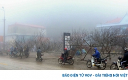 Đào Tết vắng người mua, nông dân Sơn La lo lắng