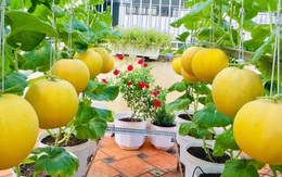 Ngắm khu vườn ở Sài Gòn chỉ 50m² mà quanh năm sai trĩu khiến ai cũng phải "mắt tròn mắt dẹt" thán phục