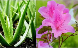 7 loại cây đừng dại trồng trong nhà kẻo nguy hiểm, vô tình ăn phải là rước họa vào thân