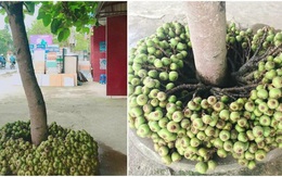 Cây thần cả xóm ăn không hết, tưởng là cây sung nhưng khi biết sự thật ai cũng ngã ngửa