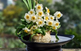 Thú chơi hoa kì công ngày Tết ở Hà Nội, chuẩn bị cả tháng chỉ mong chờ nở đúng khoảnh khắc Giao thừa để năm mới may mắn