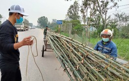 Trồng cây 'đuổi quỷ', Tết đến hạ bán thu tiền triệu ăn Tết