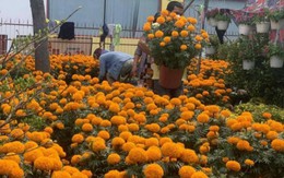 Chợ hoa Tết ở TP.HCM vắng khách, người bán nhiều hơn người mua