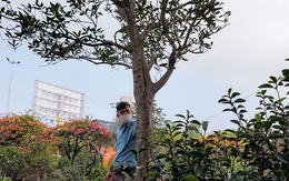 Chiêm ngưỡng cây mộc hương ‘độc nhất’, khách trả gần 2 tỷ chủ chưa gật đầu