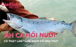 Thực hư việc ăn cá hồi nuôi làm tăng nguy cơ ung thư? 