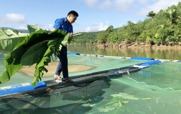 9X gác bằng thạc sĩ luật, về quê nuôi cá thu trăm triệu mỗi năm