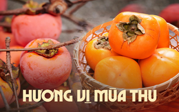 "Một quả hồng, mười vị thuốc" - Đặc sản mùa gió về chị em không nên bỏ qua