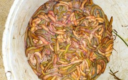 "Rồng đất" bất ngờ nổi đầy đồng, người dân kéo nhau đi xúc