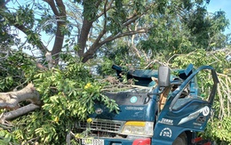 Cây xà cừ đổ đè chết tài xế xe ben trên đường