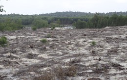 Sẽ xử lý vụ 12ha rừng trên cát bị phá ra sao ?