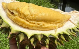 Trở lại vị thế ‘vua trái cây’, cơm sầu riêng giá gần 500 nghìn/kg