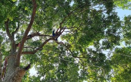 Trèo lên ngọn cây thu hoạch 'vàng đen', nông dân bỏ túi hàng trăm triệu đồng