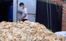 Thông tin 6 vạn con vịt bị chết do mưa lũ ở Nghệ An là không chính xác
