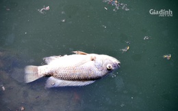 Cá chết trắng ở Hồ Tây, cư dân quanh hồ chịu mùi hôi thối đã hơn 1 tuần